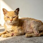 Knowing the 10 most frequent health risks of senior cats allows you to seek veterinary help early and keep your old cat healthy and comfortable for longer.